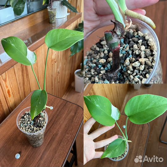 Монстера вариегатная альба