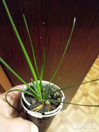 Зефирантус