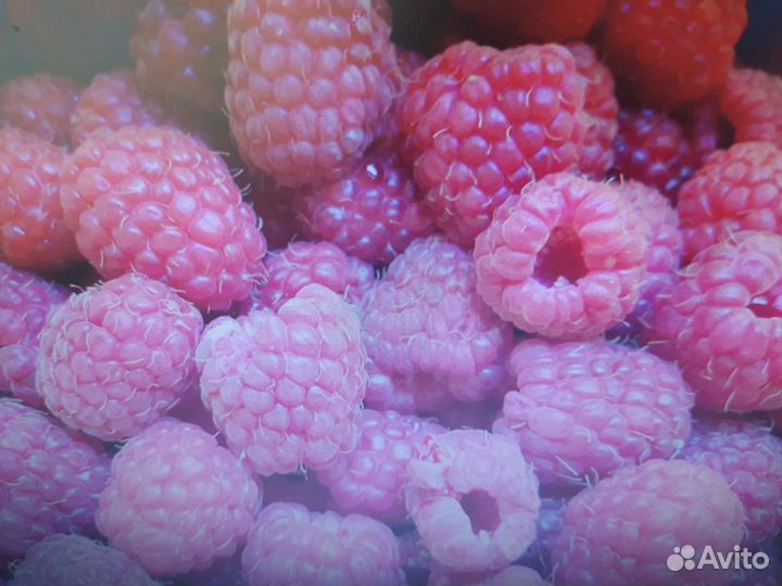 Шиповник, малина, клубника, ирис, лимонник