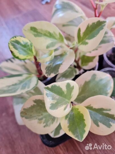 Сциндапсус эпипремнум 7 сортов,пеперомии3 сорта