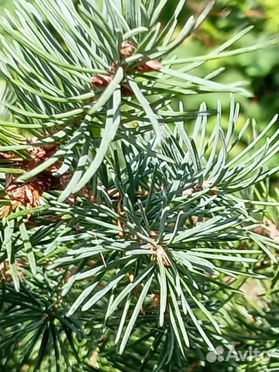 Магония, кедр, тис, тсуга, лжетсуга