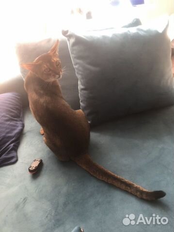 Элитный абиссинский кот, вязка объявление продам