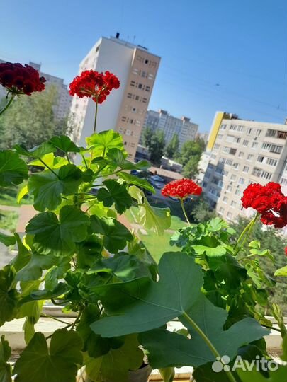 Комнатные цветы герань