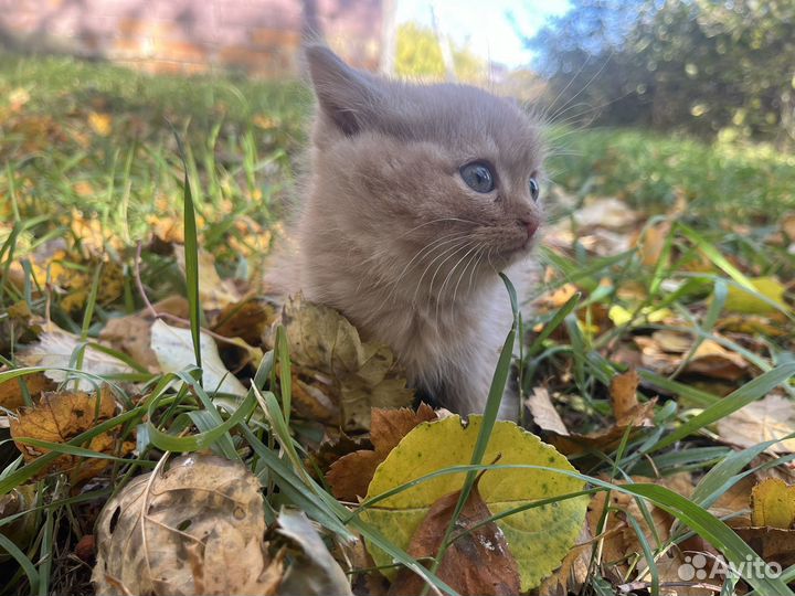 Котята в добрые руки