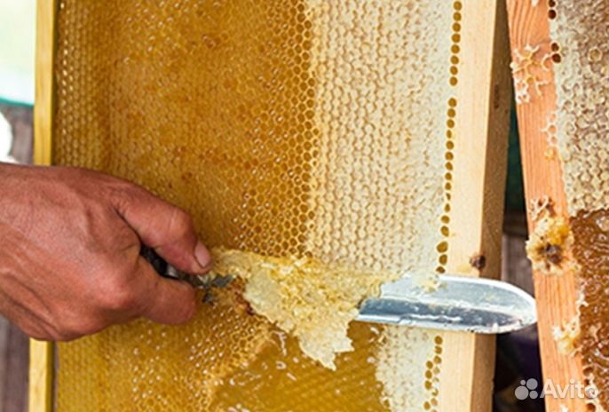 Мёд натуральный из Алтая оптом от 16 кг