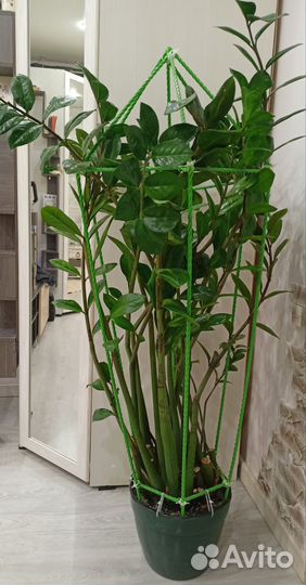 Замиокулькас