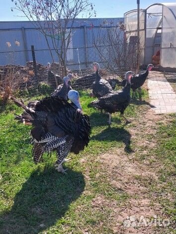 Индюшата Бронзовая северо кавказская