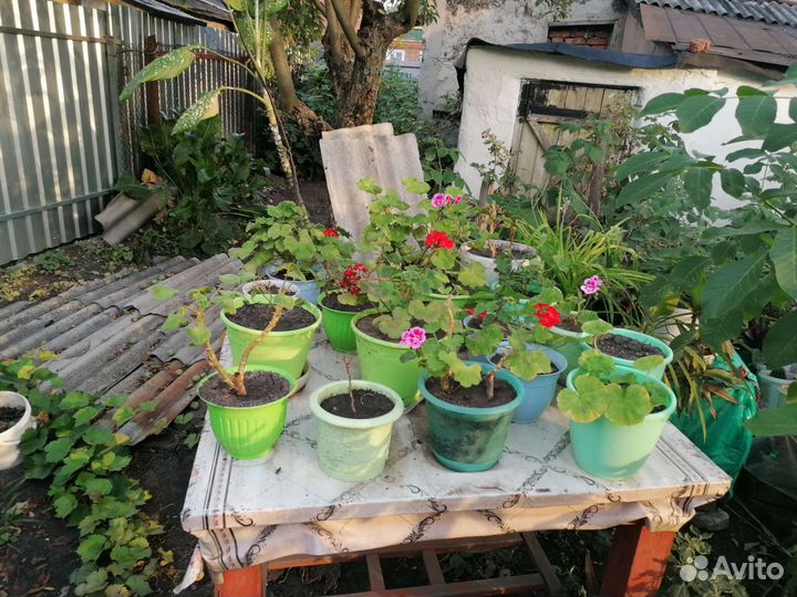 Кактусы, Пуасентия, алоэ, индийский лук