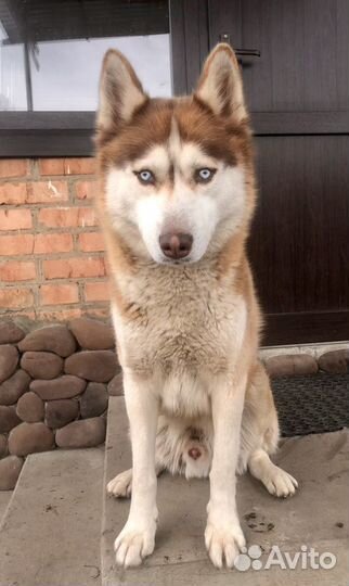 Сибирский хаски Кобель Вязка