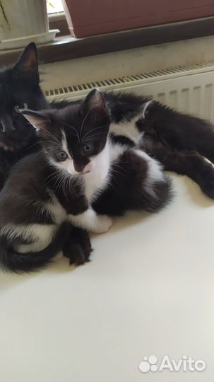 Котята в хорошие руки