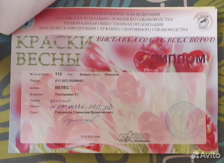 Пикинесы вязка