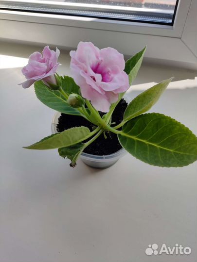 Глоксиния махровая. Лист на посадку