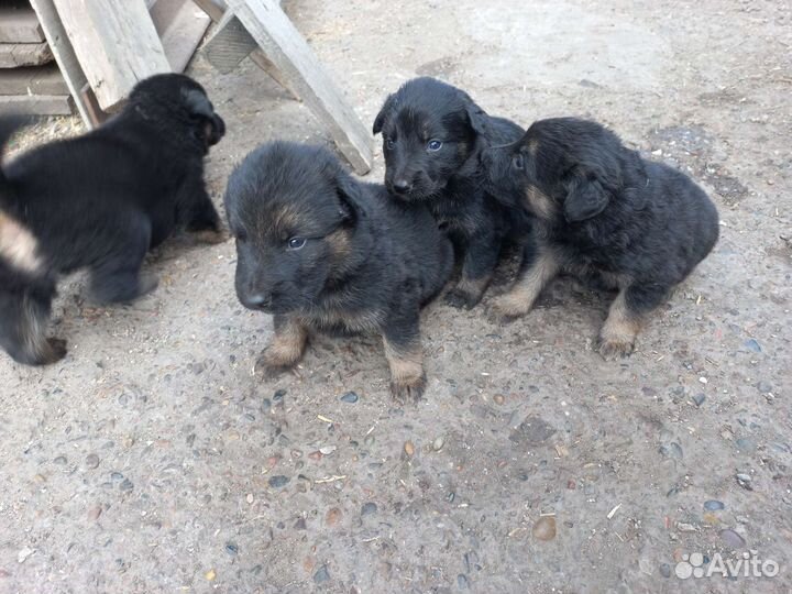 Немецкая овчарка