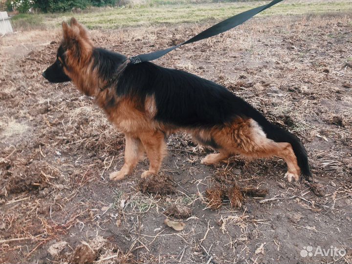 Щенки немецкой овчарки