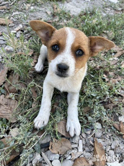 Собачка в добрые руки