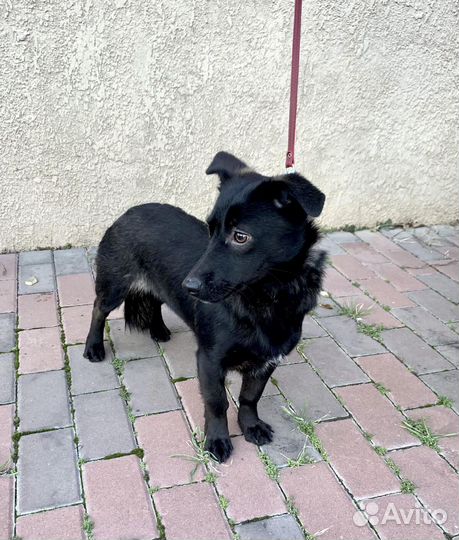 Миниатюрная собачка ищет дом