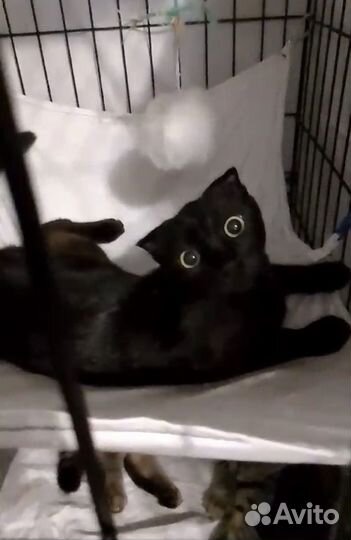 Кошечки вислоухие