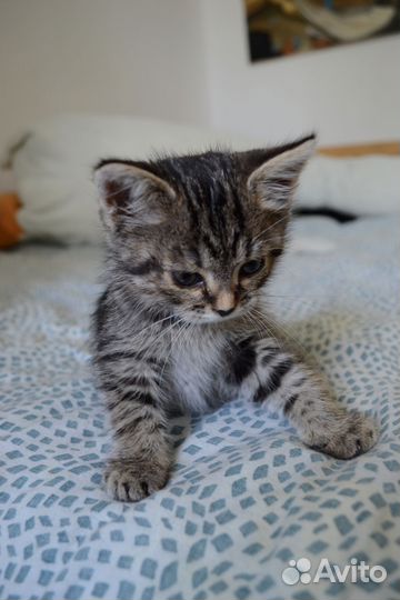 Котенок-тигренок девочка