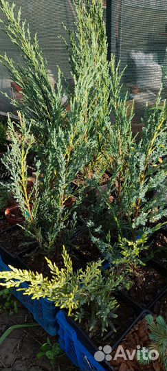 Можжевельник