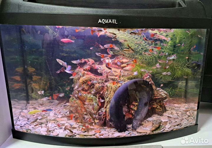 Аквариум
