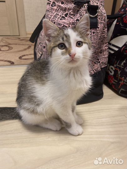 Котенок мальчик бесплатно