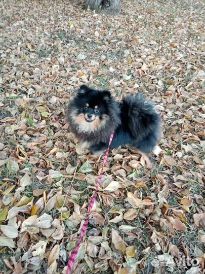 Померанский шпиц