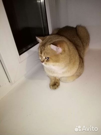 Британский кот на вязку
