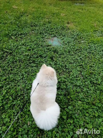 Кобель для вязки шпиц