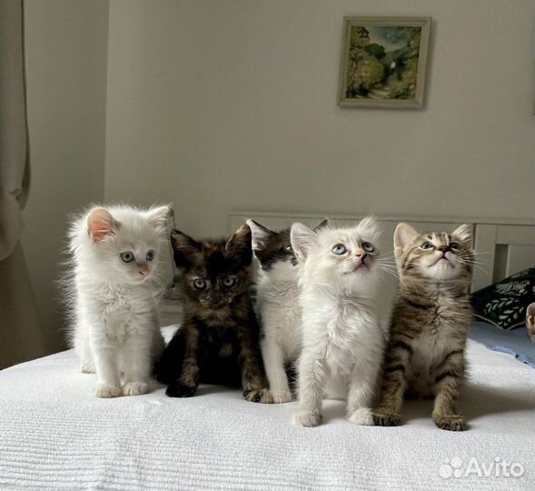 Котята ждут маму