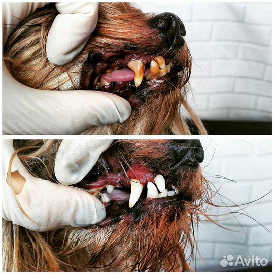 Чистка зубов ультразвуком, со шлиф. Без наркоза