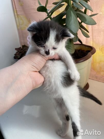 Котята в дар бесплатно
