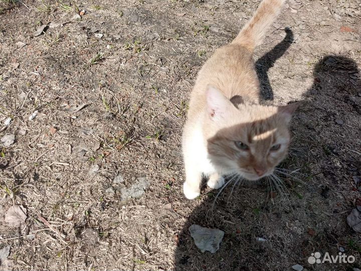 Отдам в добрые руки