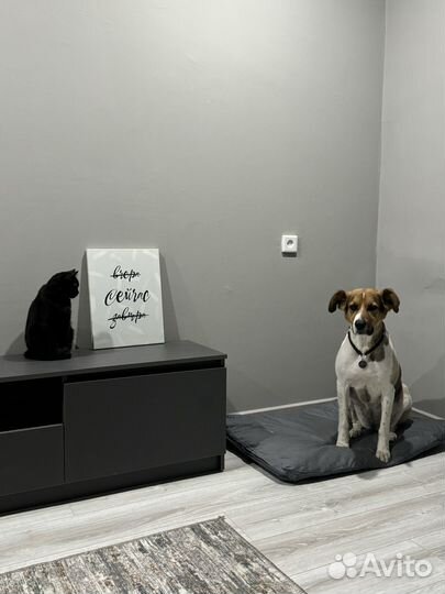 Домашняя передержка животных