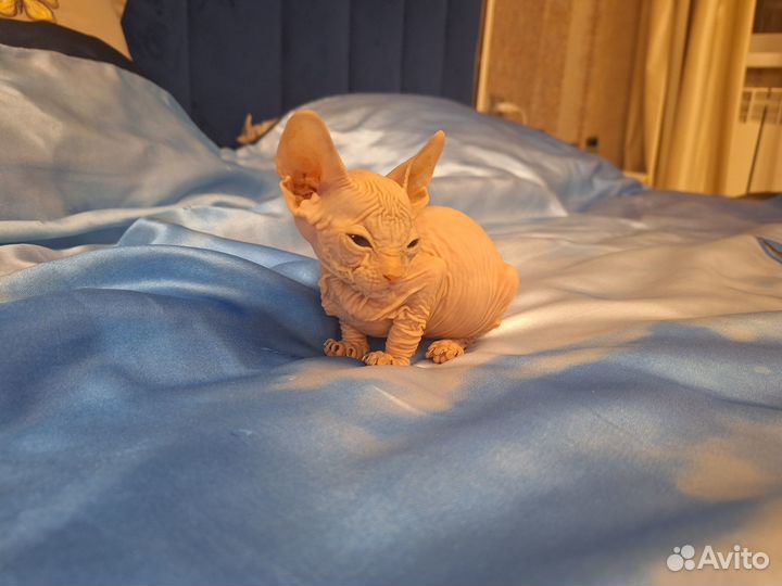 Донской сфинкс котята