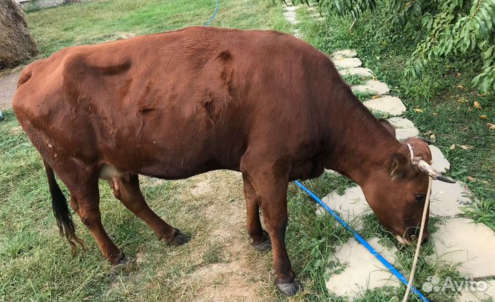 Корова дойная