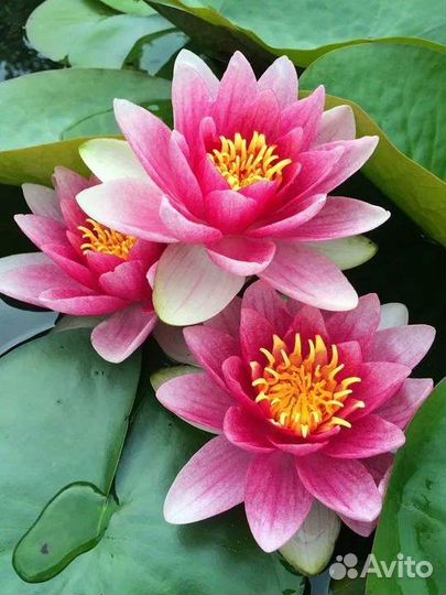 Продаю семена Китайского лотоса розового