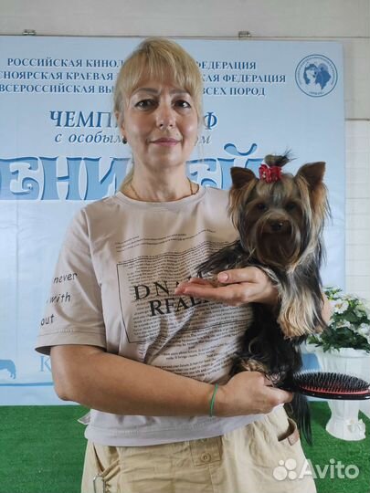 Йоркширский терьер мини на вязку