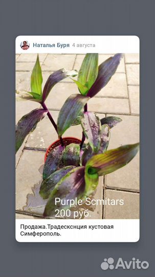 Редкий сорт традесканции