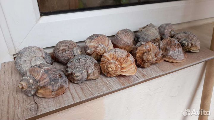 Морские ракушки