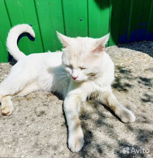 Чудесный белый котик оказался на улице