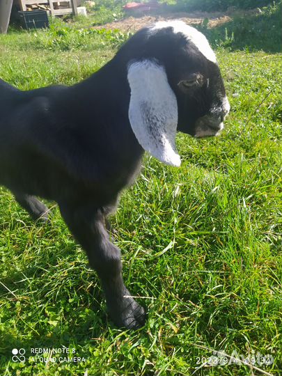 Нубийский козлик