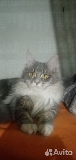 Кошечка мейн-кун в добрые руки