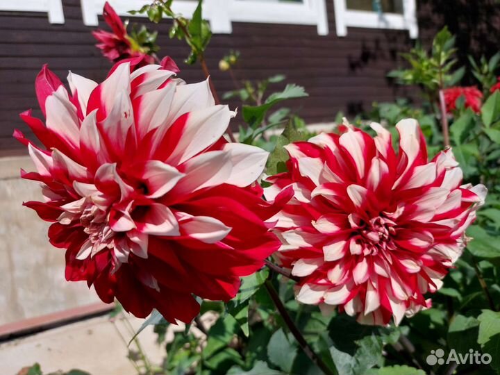 Саженцы Георгина гигантского двух видов