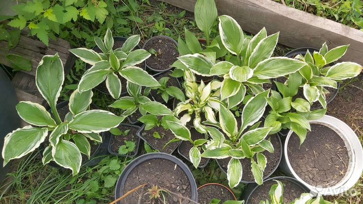 Хоста растение