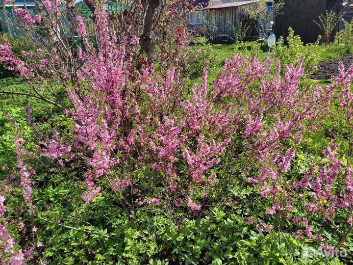 Степной миндаль