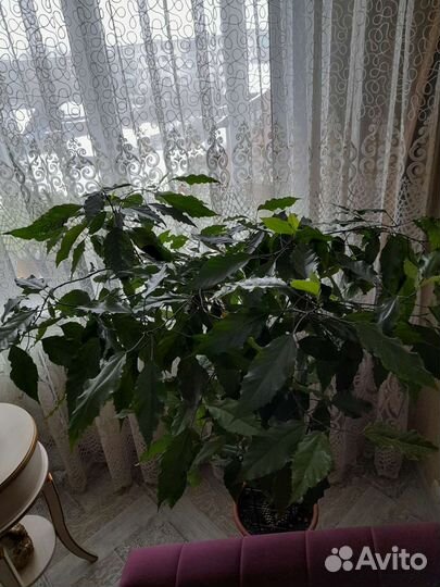 Гибискус/китайская роза