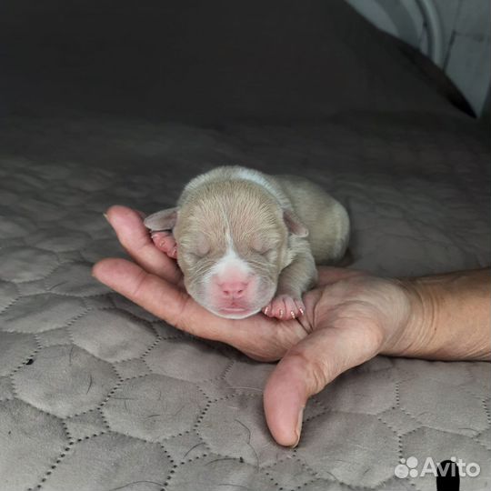 Щенки американского булли