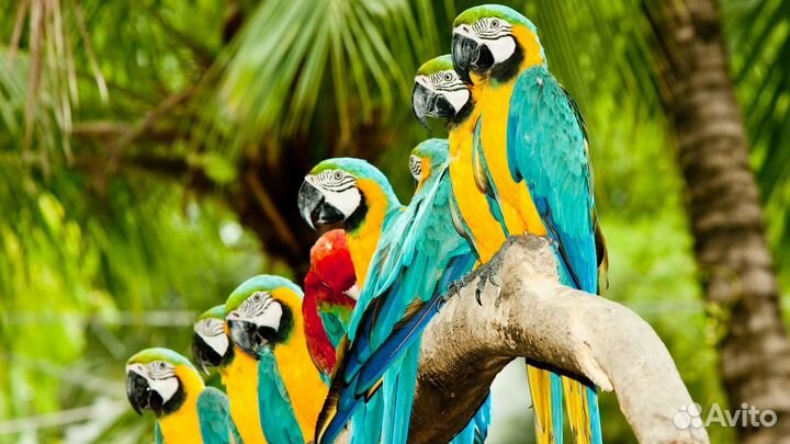 Картина Попугаи