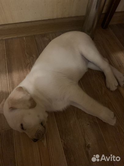 Лабрадор чистокровный девочка 2 мес