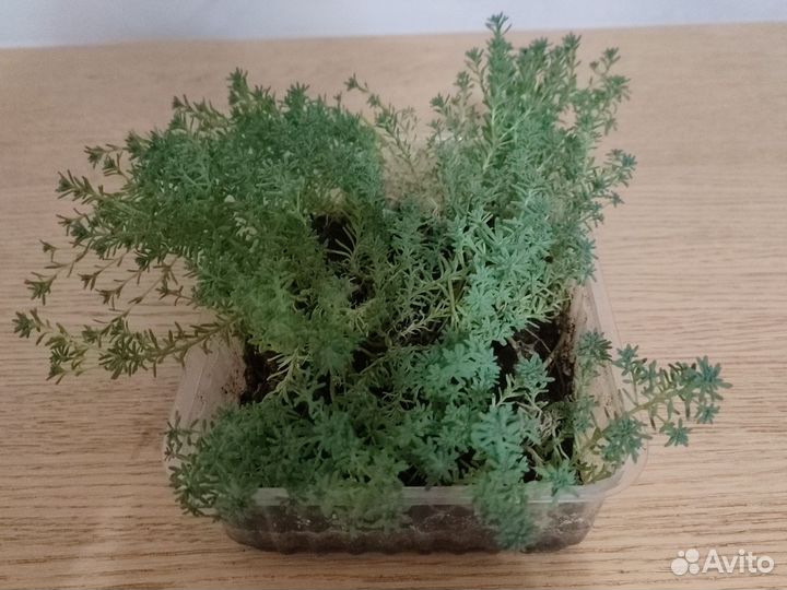 Очиток Sedum